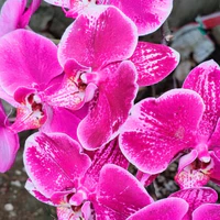 Nhóm tán gẫu