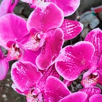 Nhóm tán gẫu