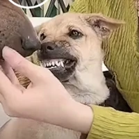 Tác giả(Huyết gia)