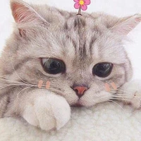 Tác giả