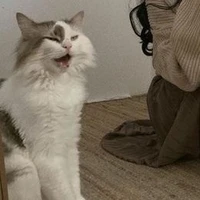 tác giả ( mèo méo meo mèo meo...)