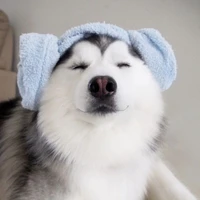 con choá của cậu vàng 