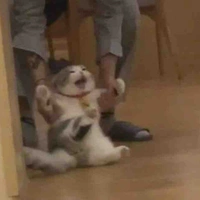 ☁️CoCa☁️[t/g]