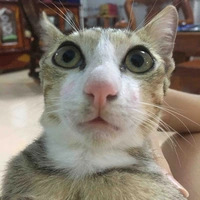 Tác giả cute