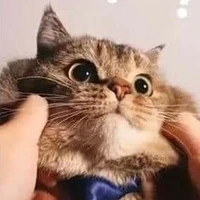 Meo