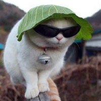 BOSS🐱