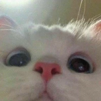Y/n