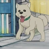 Pero(chó nhà shizuku)