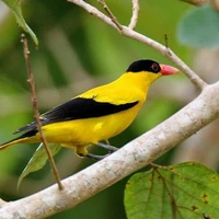 Pīko (chim của shizuku)