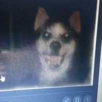 smile dog