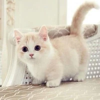 Quần chúng - Các vai