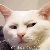 Mèo Biết Bayyyy