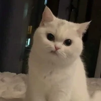 Y/n