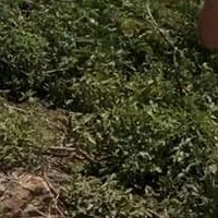 Nhân vật phụ
