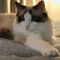 lisa cat