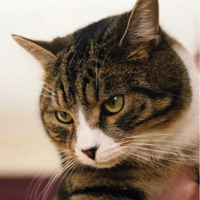 Taehyung cat