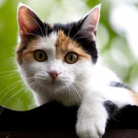 Jisoo cat