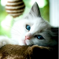 Yoongi cat