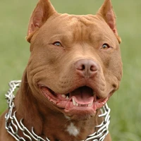 Con chó thưn thiện :))