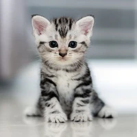 tác giả siu cute