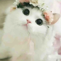 nv phù du