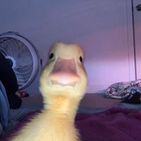 Vịt con "CUTE"