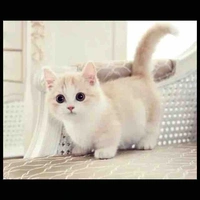 Mèo quản gia (lêli)