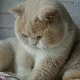 cả lớp