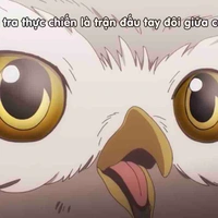 Cú các loại