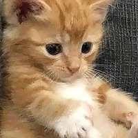 Tác giả thiểu năng :>>