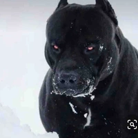 Pitbull