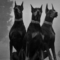 Doberman