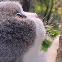 Nhân vật nào đó