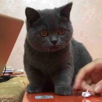 TG
