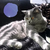 Quản gia Đại Khánh