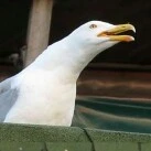 cô bán đồ