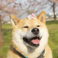 tác giả