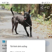 Choá 🐕