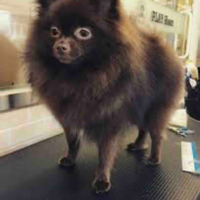 Kuma