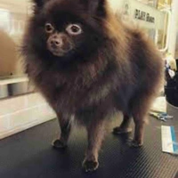 Kuma