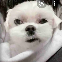 Dalgom
