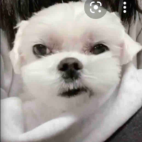 Dalgom