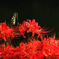 CỔ THỂ MINH NGUYỆT( tác giả)