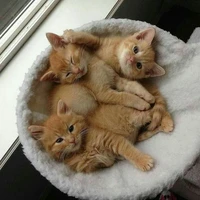 các nhân vật