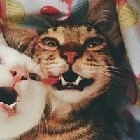 Tác Giả Siu Kute
