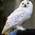 Hedwig