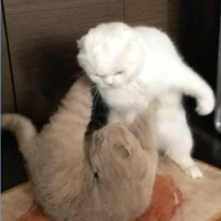 tác giả nhìu chuyện:3
