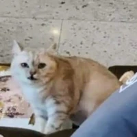 Bành thị bé em