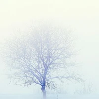 NV phụ tổng hợp