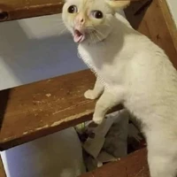 cả đám